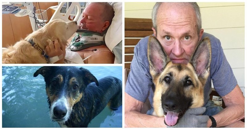 25 невероятных историй о собаках-героях, ставших настоящими ангелами-хранителями в мире, добро, домашний питомец, животные, милота, собака, спасение
