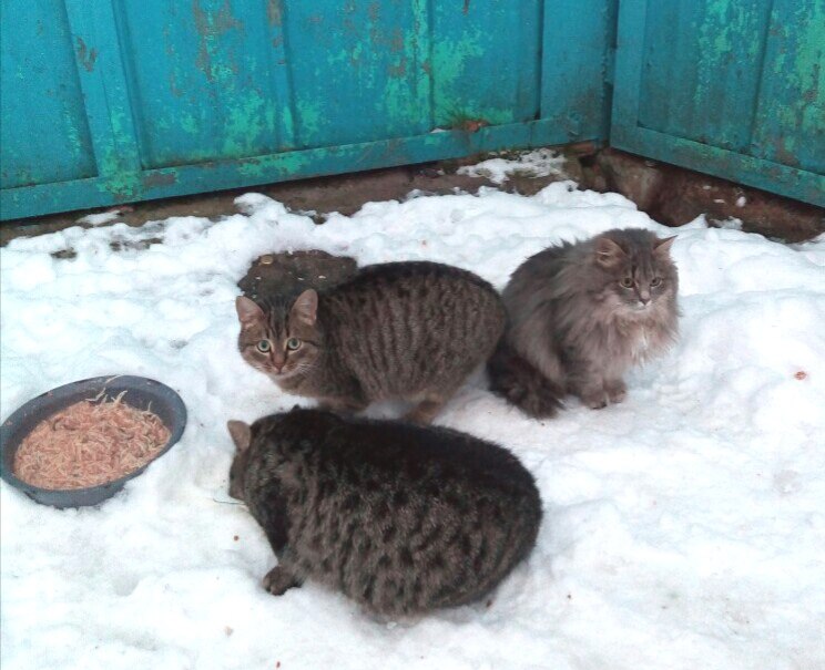 Летние брошенные котята и совсем никому не нужные... Помогите хотя бы временно Летние брошенные котята и совсем никому не нужные... Помогите хотя бы временно