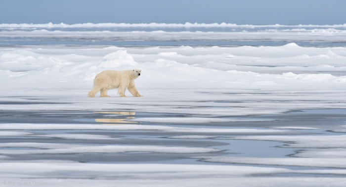 Лорд Арктики. Автор: Marsel van Oosten. Лорд Арктики. Автор: Marsel van Oosten.