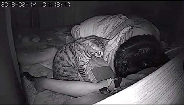 хозяин следил за котом кот и хозяин