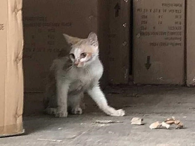 Худой кот Истощенный от
