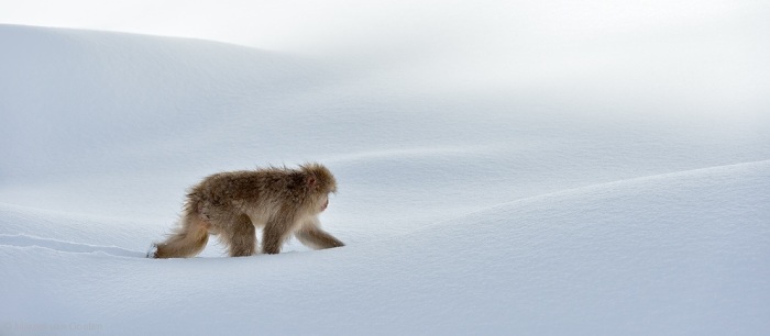 Нетронутый. Автор: Marsel van Oosten. Нетронутый. Автор: Marsel van Oosten.