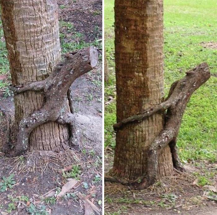 8. Árbol preocupado: árbol, árboles, ilusión óptica, pareidolia, parece que no es lo mismo, parece que es una cara.