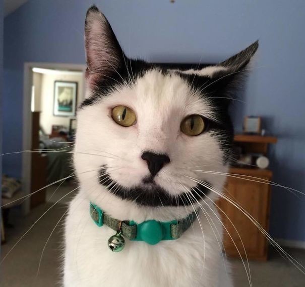 Необычный Сириус Необычный Сириус животные, забавно, коты, кошки, неожиданно, окрас, окрас кошек, фото