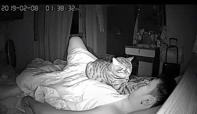 история о коте кот с хозяином