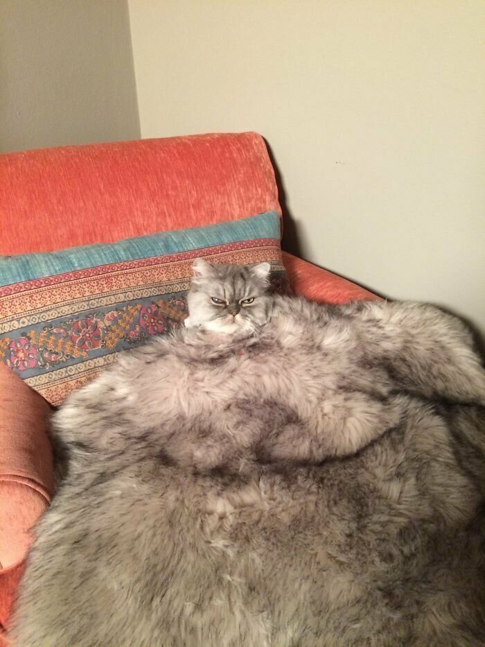 Котики, которые так и притягивают внимание к себе Котики, которые так и притягивают внимание к себе