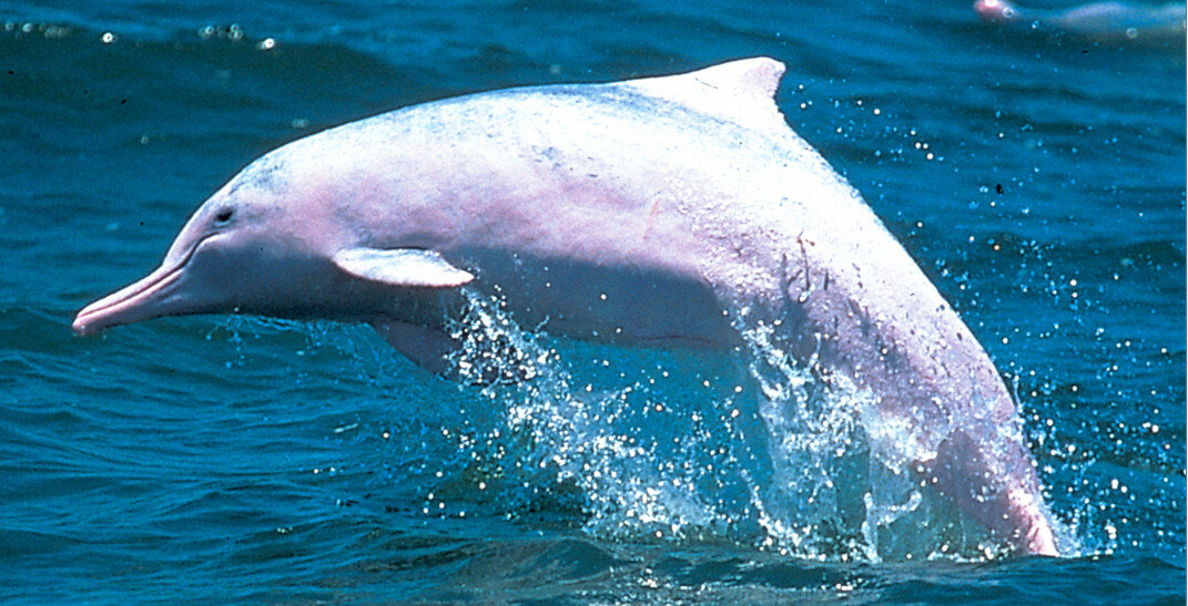 Озерные дельфины: где они жили и куда исчезли