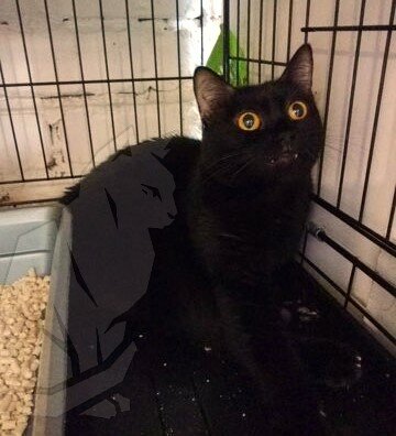 МЧСник спас кота и не смог его вернуть