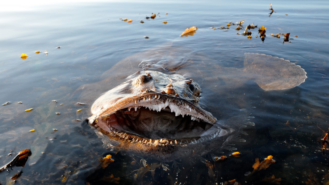 Как женится морской черт Как женится морской черт