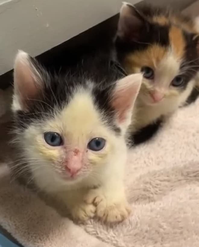 Котята сидят Котята в доме