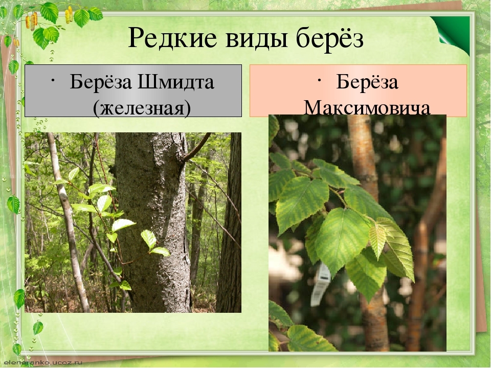 Самая твёрдая берёза Самая твёрдая берёза