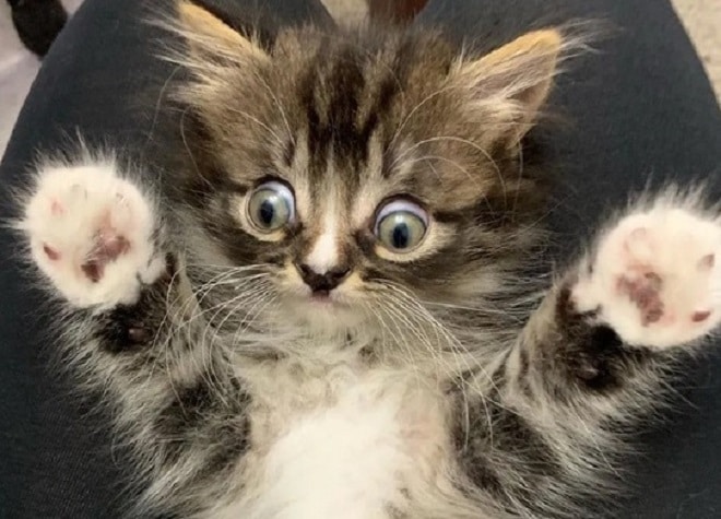 Котенок удивляется Удивленный котенок