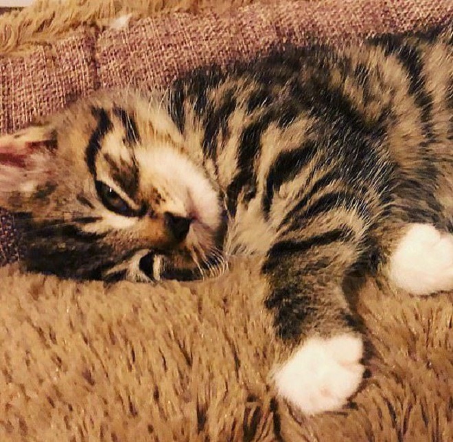 Котенок на пледе Довольный котенок