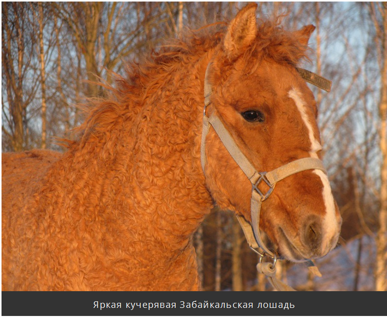 Удивительная кучерявая лошадь