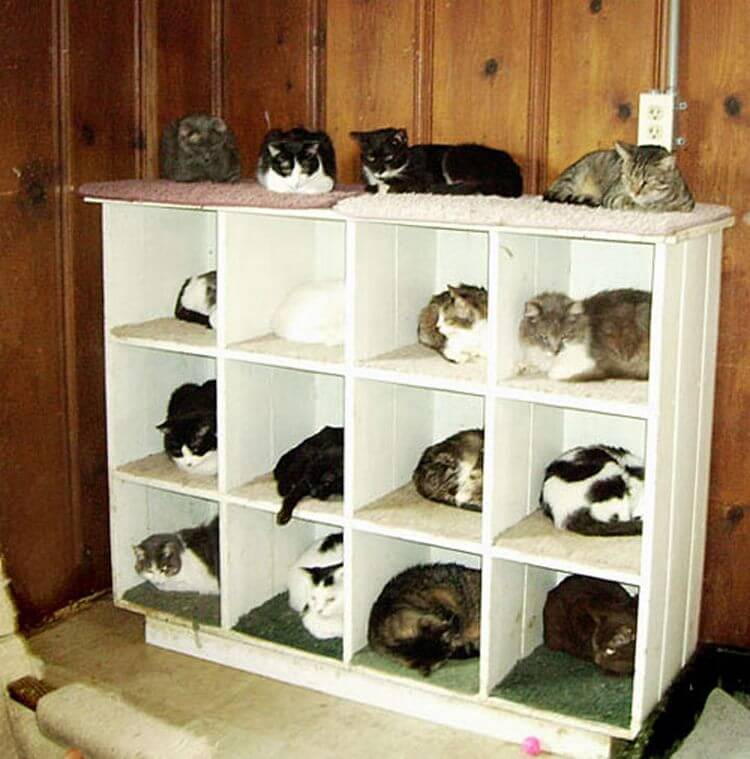 15 уморительных идей складирования и хранения котов: