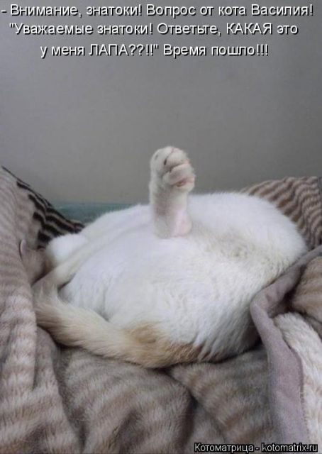 Котоматрицы для подзарядки позитивом))) Котоматрицы для подзарядки позитивом)))