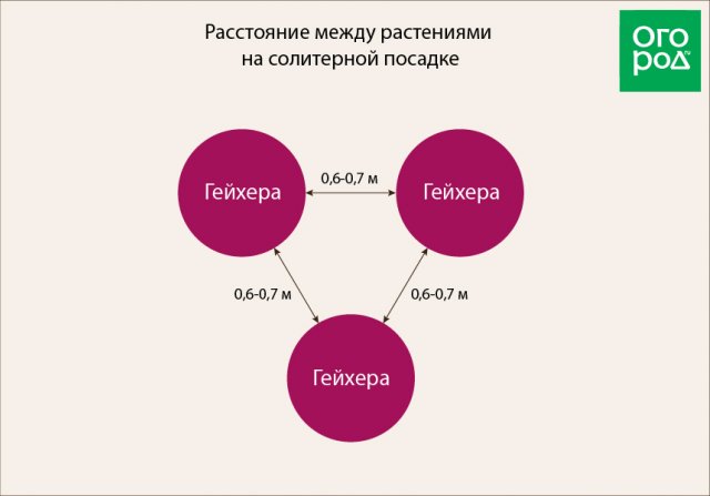 Расстояние между группами растений на солитерной посадке