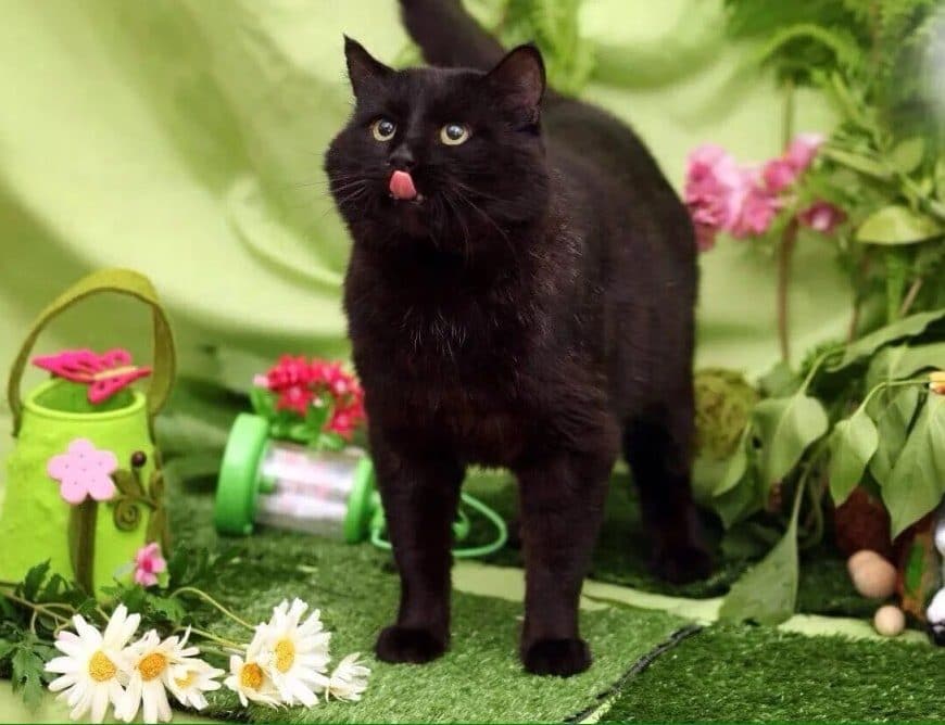 спасение кошек черный кот