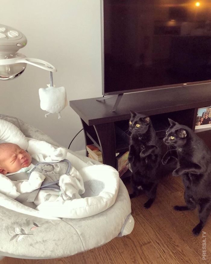 Самые забавные фотографии с кошками за год Самые забавные фотографии с кошками за год
