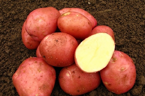 Картошку сорта Беллароза не съест колорадский жук