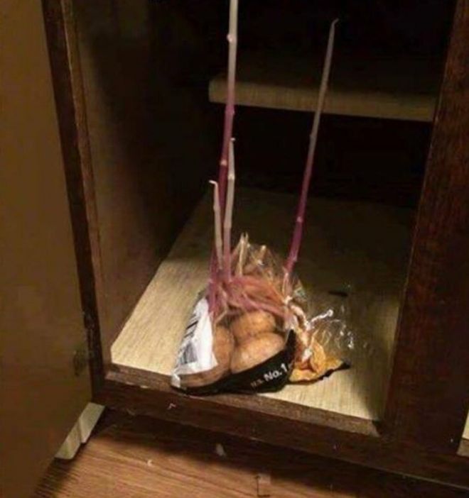 Картошка