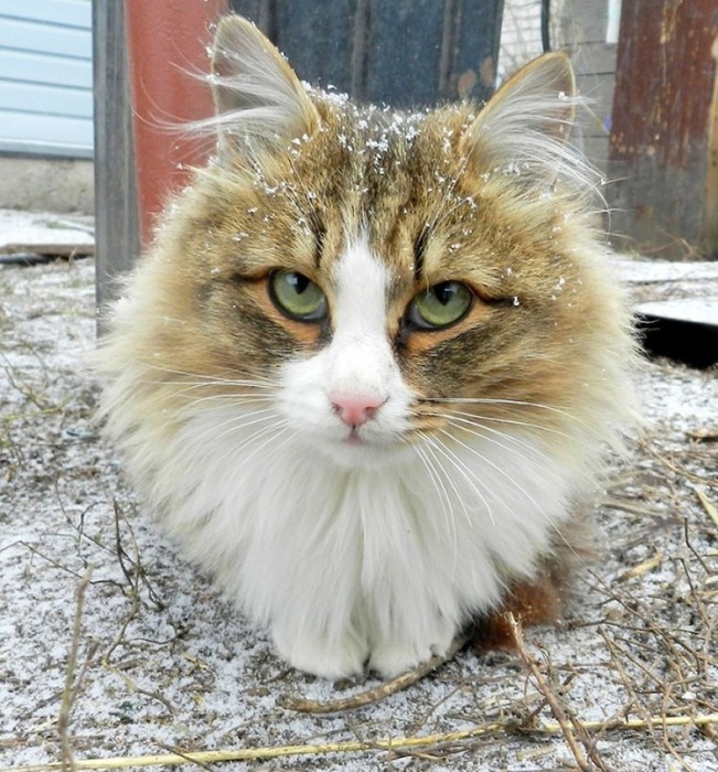 Сибирские коты Аллы Лебедевой. Сибирские коты Аллы Лебедевой.