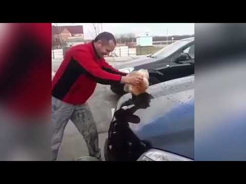 Полиция Кубани разыскивает мужчину, помывшего свой Mercedes котом