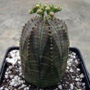 Молочай тучный (Euphorbia obesa) Молочай тучный (Euphorbia obesa)