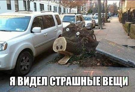 Итак…. в одном лесу Итак…. в одном лесу