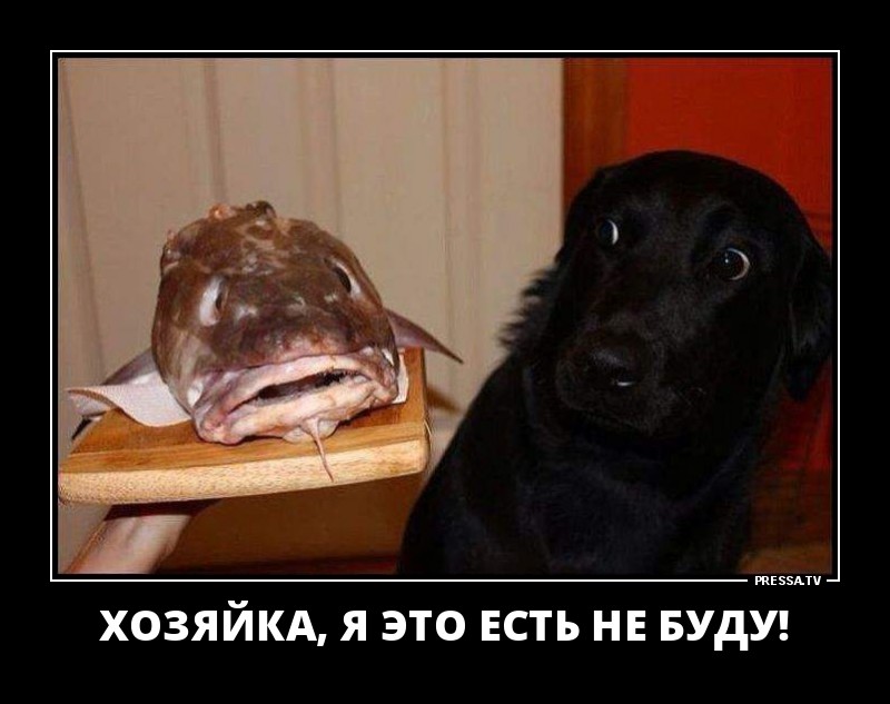 Демотиваторы отличной подборочкой для зарядки позитивом на весь день! Демотиваторы отличной подборочкой для зарядки позитивом на весь день!