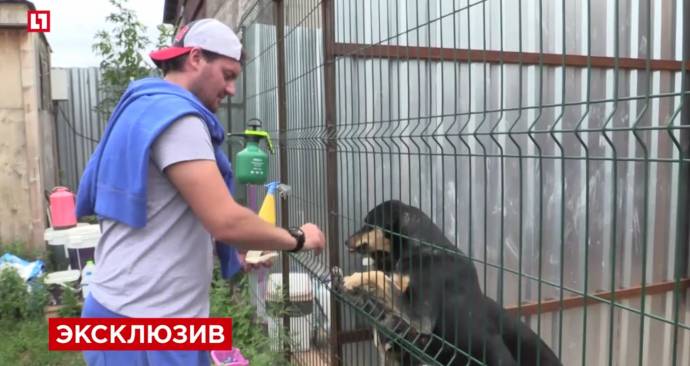 Бывший хоккейный вратарь "Спартака" тратит деньги не на шампанское, а на приюты для собак