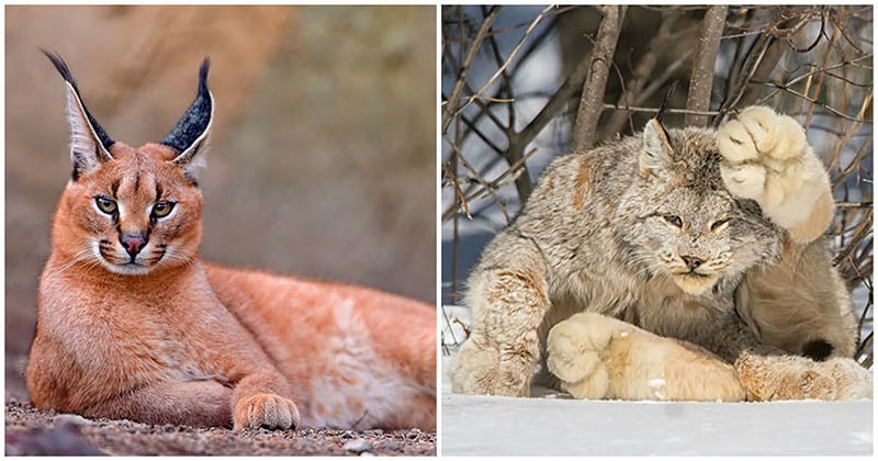 17 кошек, о существовании которых вы скорее всего не знали 17 кошек, о существовании которых вы скорее всего не знали