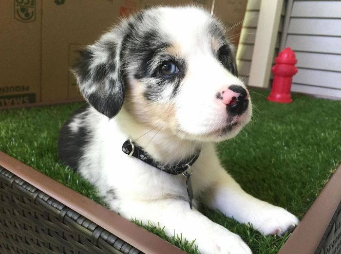 Corgi + Australian Sheppherd