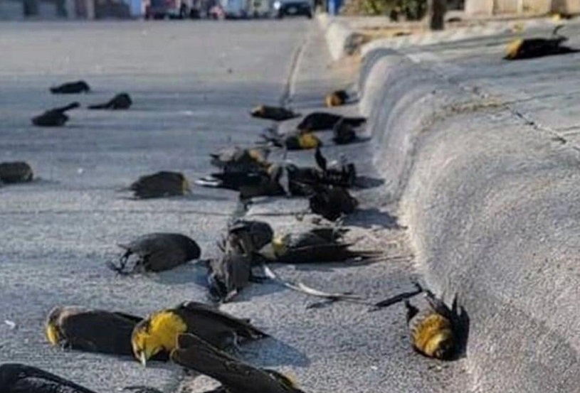 Стая птиц неожиданно падает замертво в Мексике (ВИДЕО)