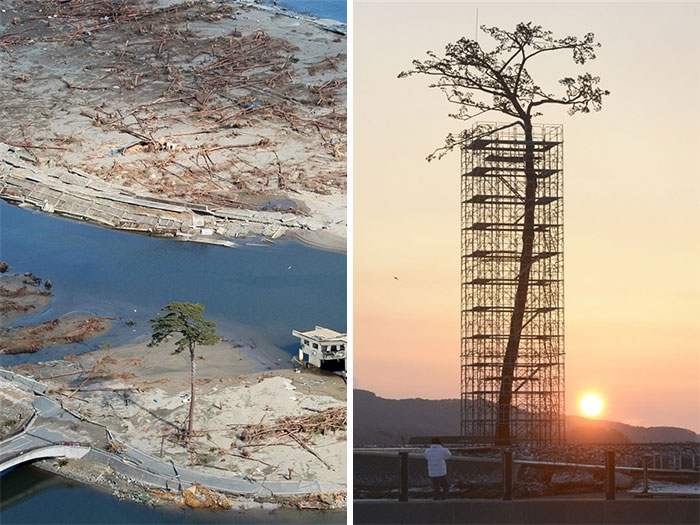 «Жить вопреки всему»: 20 фотографий деревьев, которые выжили, несмотря ни на что