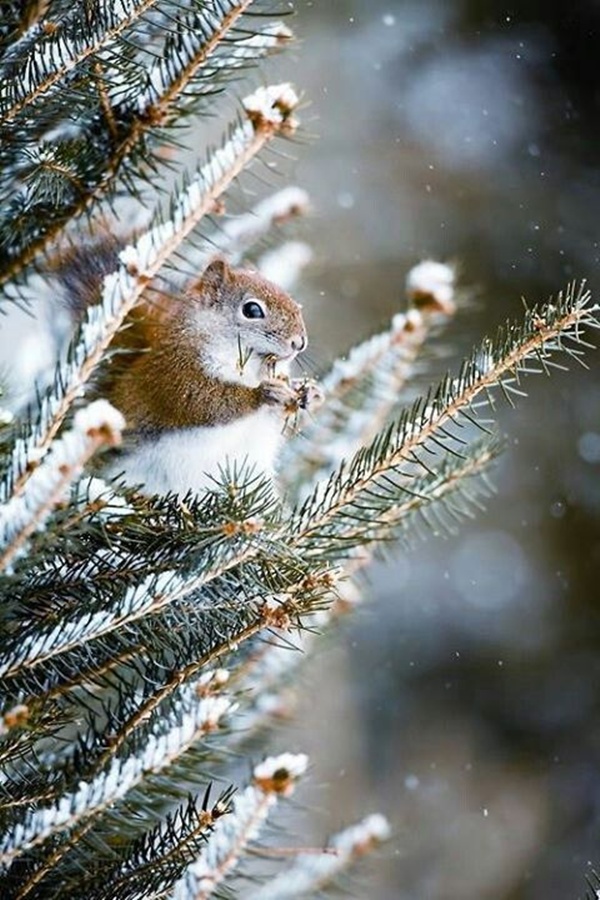 Красивые фотографии животных в снегу