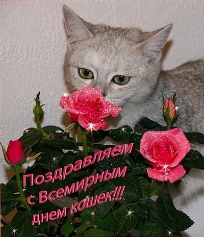 http://supersolnishco.net/wp-content/uploads/2013/03/Pozdravlyaem-so-vsemirnim-dnem-koshek-1.jpg