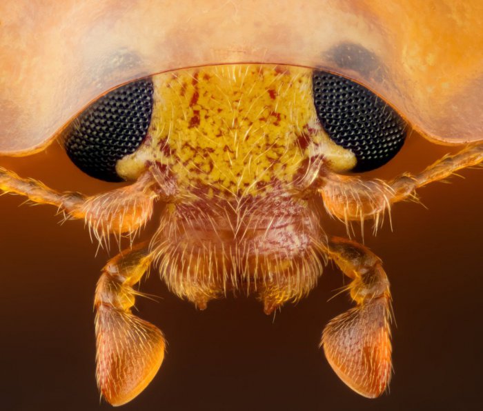 Снимки фотоконкурса «Nikon Small World 2016» (18 фото) Интересные микро снимки живой природы (18 фото)