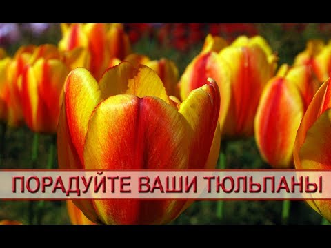 Порадуйте свои тюльпаны! Порадуйте свои тюльпаны!