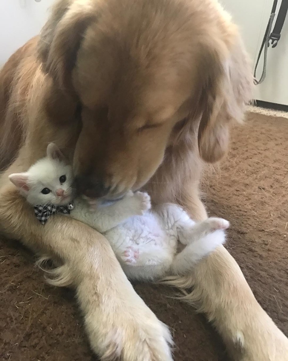 Без кота и жизнь не та