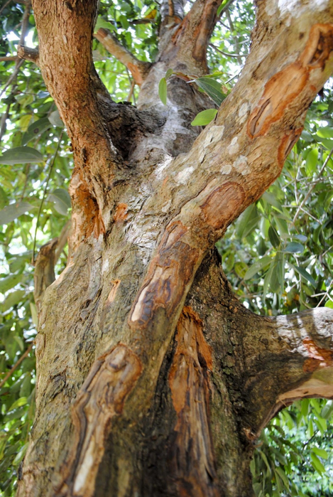 корица (469x700, 481Kb)