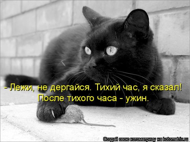 Котоматрицы великолепные, каждая с кусочком тепла, позитива и улыбкой!!! Всем добрых событий сегодня!!! Котоматрицы великолепные, каждая с кусочком тепла, позитива и улыбкой!!! Всем добрых событий сегодня!!!