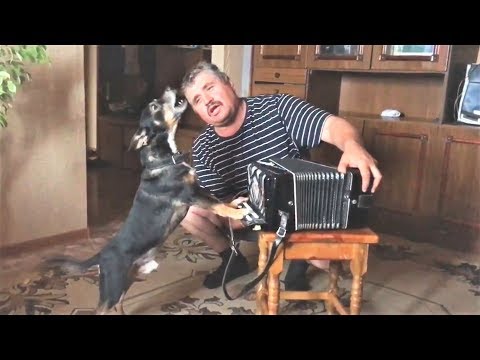 Животные и Дети Приколы с животными 2018 Смешные Кошки Милые Собаки и Очень Плохая Музыка Животные и Дети Приколы с животными 2018 Смешные Кошки Милые Собаки и Очень Плохая Музыка