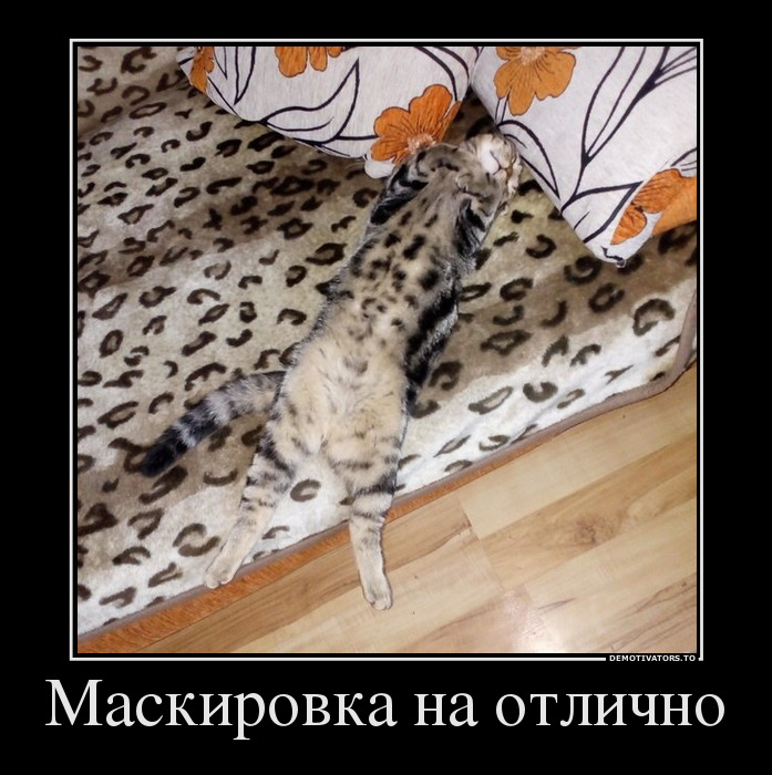 Котопост: кошки - очарование моё!