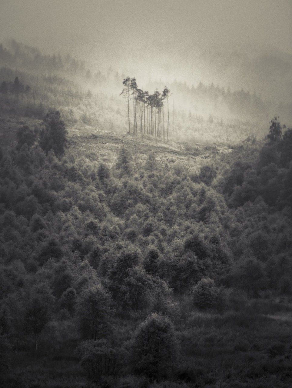Сосны в горах Шотландии Лучший садово-парковый фотограф в конкурсе International Garden Photographer of the Year 2018