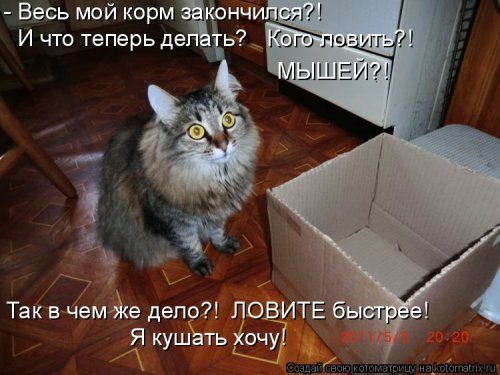 Самая убойная котоматрица Самая убойная котоматрица