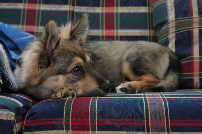 Corgi + German Shepherd