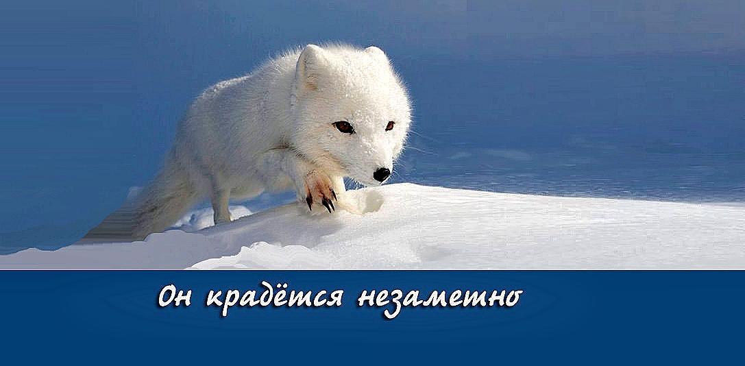 Канада: Количество заявлений о неплатежеспособности граждан бьет рекорды с первой волны суперкризиса Канада: Количество заявлений о неплатежеспособности граждан бьет рекорды с первой волны суперкризиса