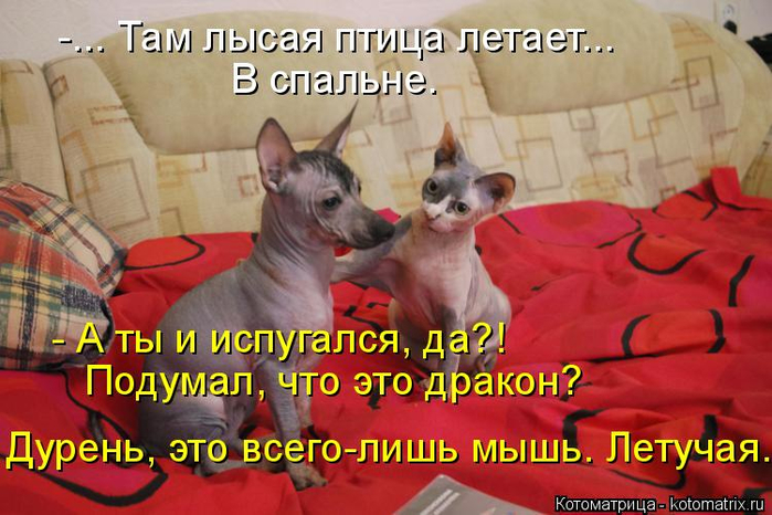 kotomatritsa_k (2) (700x466, 373Kb)