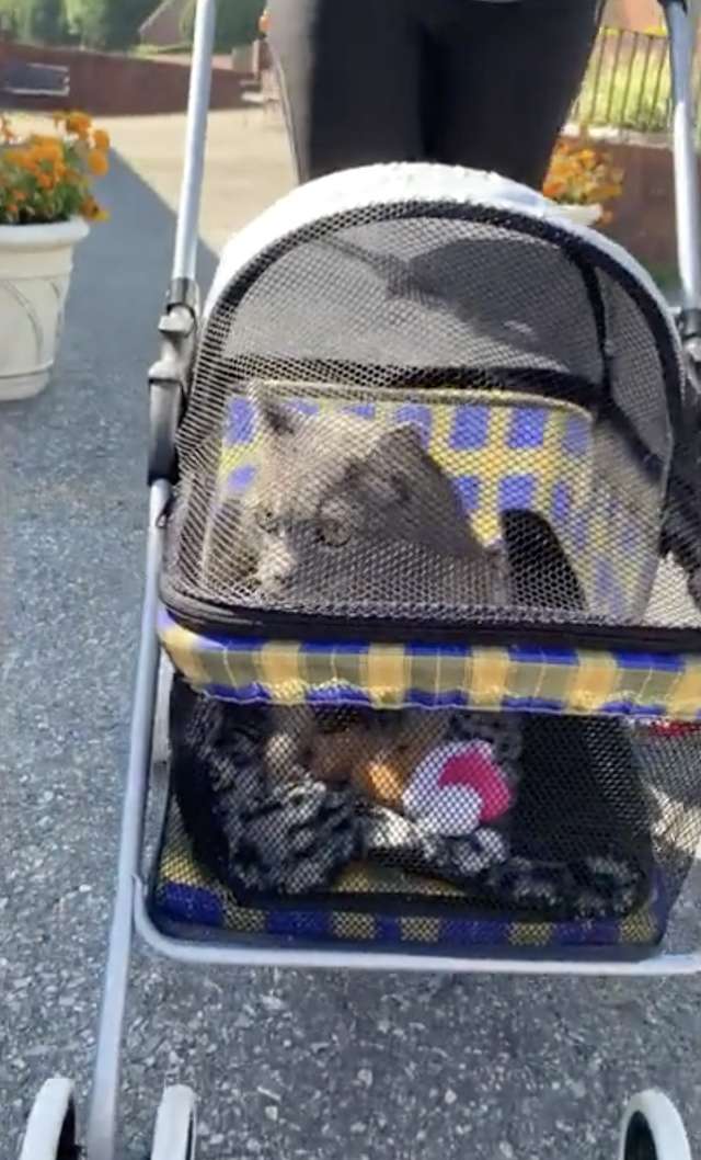 кот катается в коляске кот в коляске